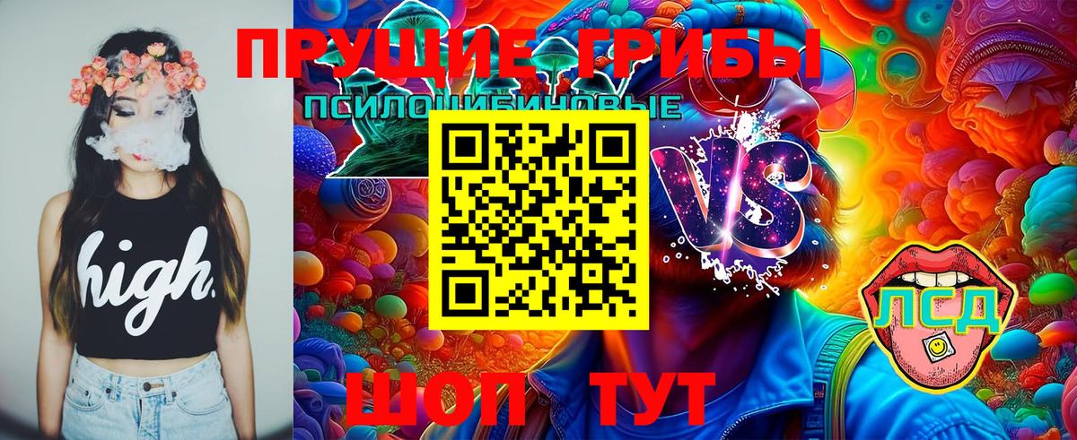Псилоцибиновые грибы Psilocybe Балтийск